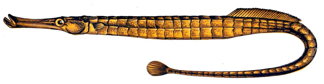 Syngnathus typhle_001.jpg